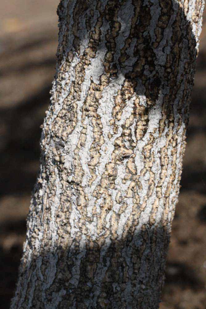              Bark (Riverside, CA)       